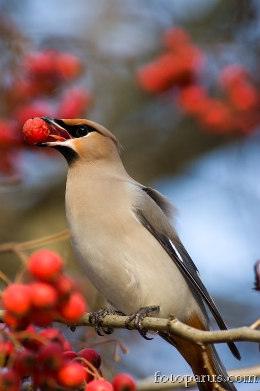 2008_1027Bombycilla_garrulus1158