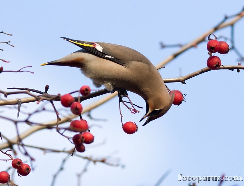 2008_1027Bombycilla_garrulus1231-2