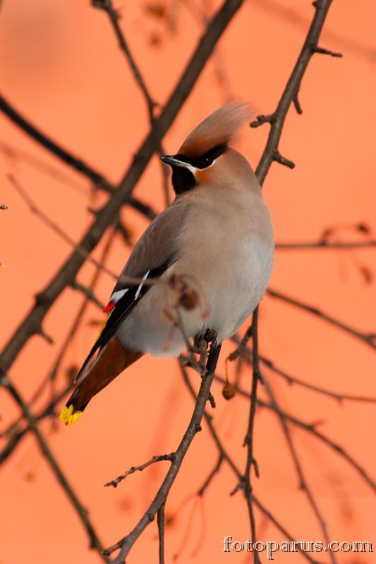 2009_0131Bombycilla_garrulus1149