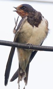 Ласточка деревенская. Barn Swallow (Hirundo rustica)