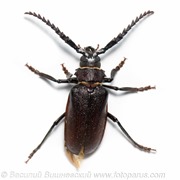 Усач-кожевник, Prionus coriarius, Sawing Beetle. самка, female