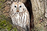 Неясыть серая. Tawny Owl (Strix aluco)