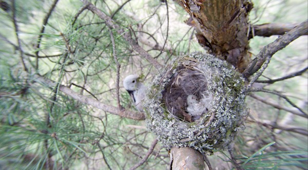 Длиннохвостая синица у гнезда зяблика. Long-tailed Tit at nest finch.
