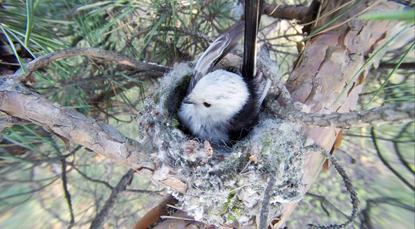 Гнездо. Синица длиннохвостая, Aegithalos caudatus. The nest of the Long-tailed Tit in nature.
