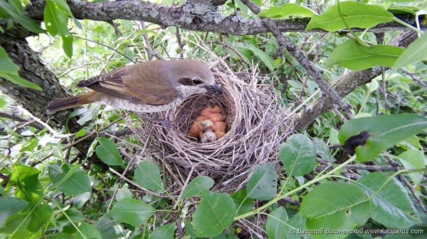 Гнездо. Сорокопут-жулан, Lanius collurio. The nest of the Common Shrike in nature.
