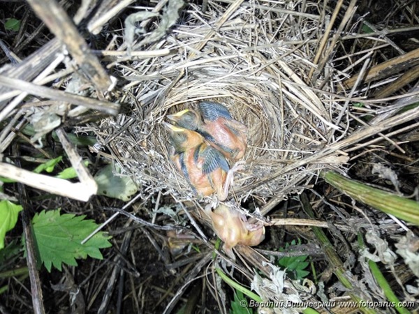 Славка ястребиная у гнезда. Barred Warbler (Sylvia nisoria).