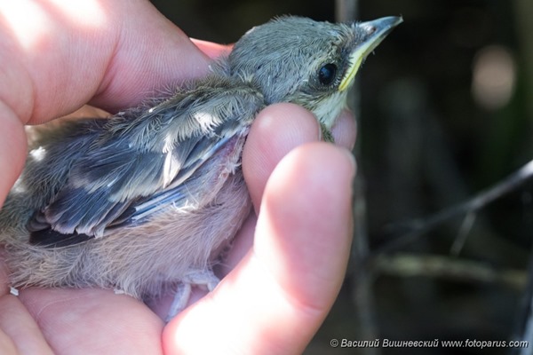 Славка ястребиная у гнезда. Barred Warbler (Sylvia nisoria).