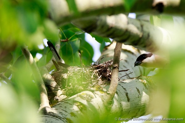 Сорокопут чернолобый. Lesser Grey Shrike (Lanius minor).