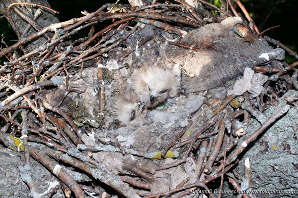 Гнездо. Коршун черный, Milvus migrans. The nest of the Black Kite in nature.