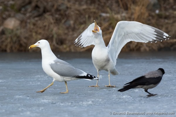 Хохотунья. Yellow-legged Gull (Larus cachinnans). Bird's species is identified inaccurately.