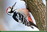 Дятел белоспинный. White-backed Woodpecker (Dendrocopos leucotos).