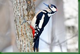 Дятел большой пестрый. Great spotted woodpecker (Dendrocopos major).