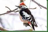 Дятел средний пестрый. Middle Spotted Woodpecker (Dendrocopos medius).