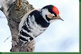 Дятел малый пестрый. Lesser Spotted Woodpecker (Dendrocopos minor).
