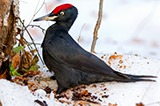 Дятел черный. Black Woodpecker (Dryocopus martius).