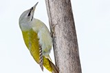 Дятел седой. Grey-headed Woodpecker (Picus canus).
