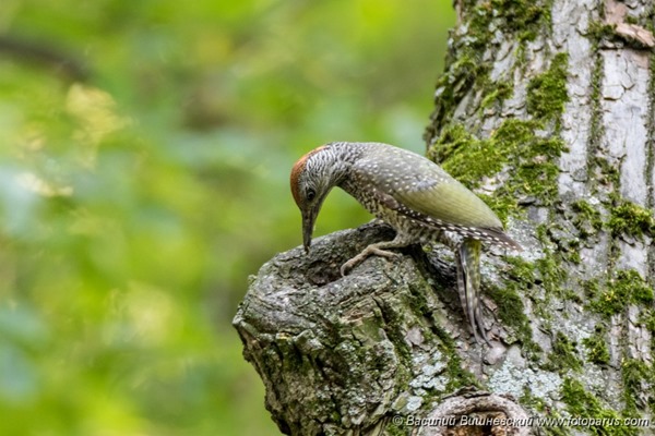 Дятел зеленый. Green Woodpecker (Picus viridis).
