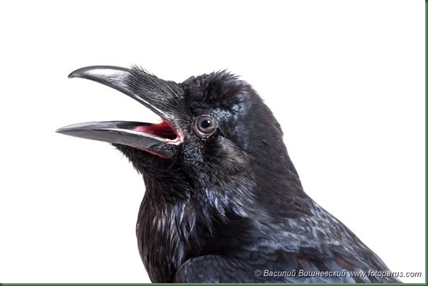 Ручной Ворон, Corvus corax. Common Raven in front of white background.