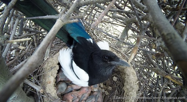 Гнездо. Сорока, Pica pica. The nest of the Magpie in nature.