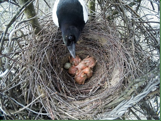 Гнездо. Сорока, Pica pica. The nest of the Magpie in nature.