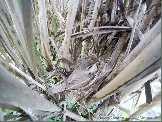 Гнездо. Камышовка индийская, Acrocephalus agricola. The nest of the Paddyfield Warbler in nature.