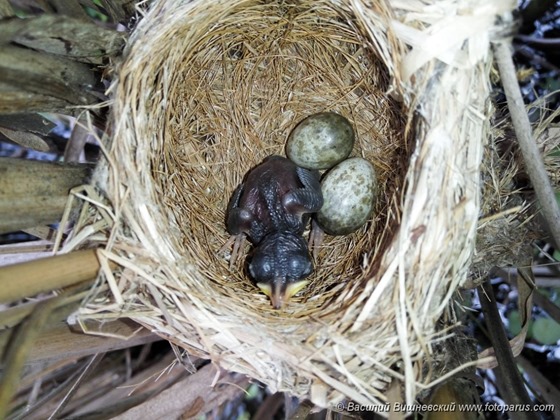 Гнездо. Камышовка тростниковая, Acrocephalus scirpaceus. The nest of the Reed Warbler in nature.