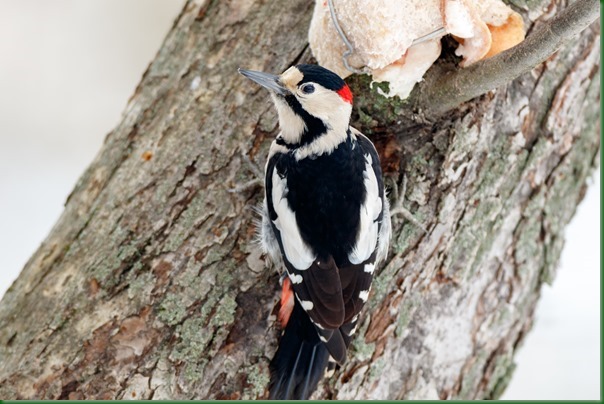 Syrian Woodpecker (Dendrocopos syriacus).