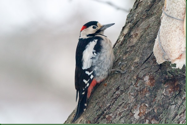 Дятел сирийский. Syrian Woodpecker (Dendrocopos syriacus).