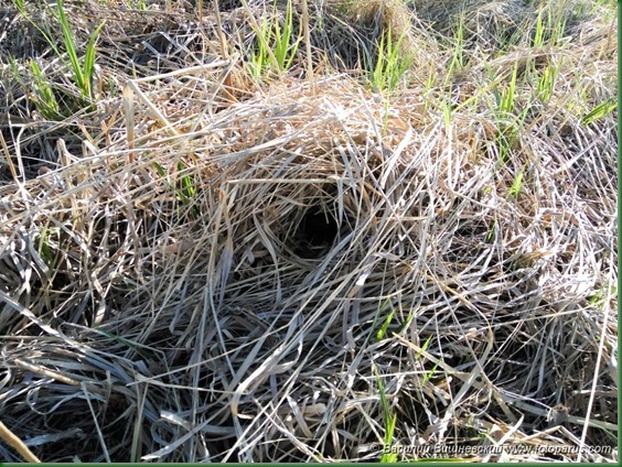 Гнездо. Варакушка, Luscinia svecica. The nest of the Bluethroat in nature.