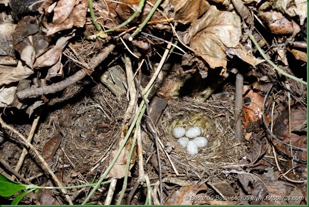 Гнездо. Трясогузка белая, Motacilla alba. The nest of the White Wagtail in nature.