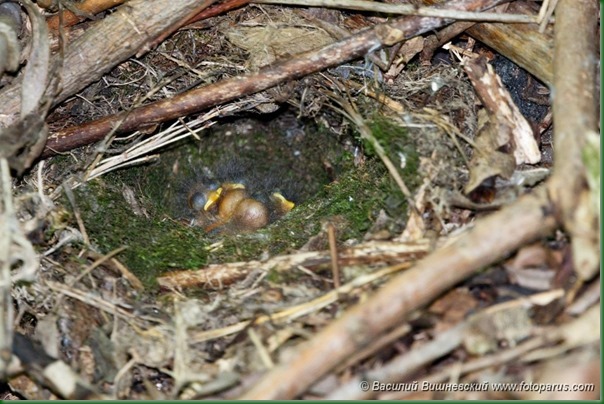 Гнездо. Пеночка зеленая, Phylloscopus trochiloides. The nest of the Greenish Warbler in nature.