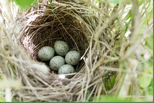 Гнездо. Славка серая, Sylvia communis. The nest of the Whitethroat in nature.