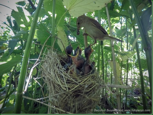 Гнездо. Камышовка садовая, Acrocephalus dumetorum. The nest of the Blyth's Reed Warbler in nature.