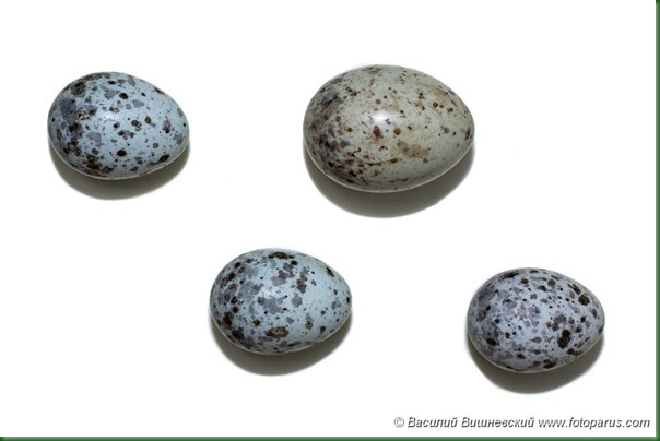 Птичьи яйца: Камышовка болотная, Acrocephalus palustris. The eggs of the Marsh Warbler in front of white background, isolated.