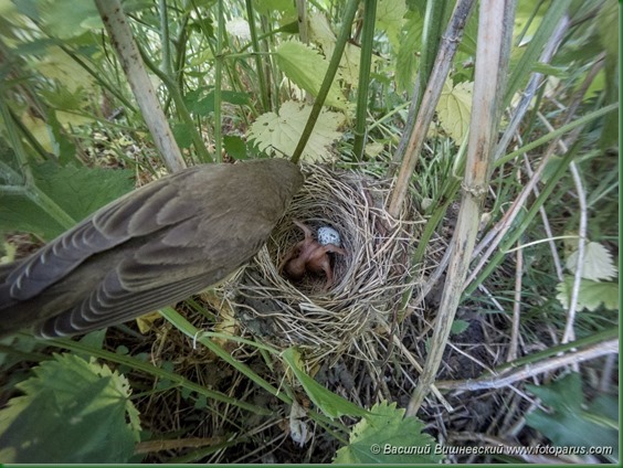 Гнездо. Камышовка болотная, Acrocephalus palustris. The nest of the Marsh Warbler in nature.