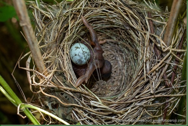 Гнездо. Камышовка болотная, Acrocephalus palustris. The nest of the Marsh Warbler in nature.