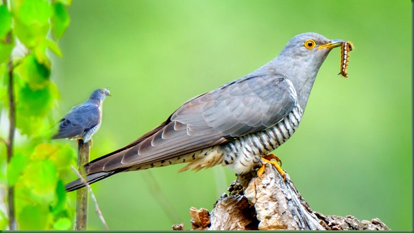 Кукушка обыкновенная. Common Cuckoo (Cuculus canorus).