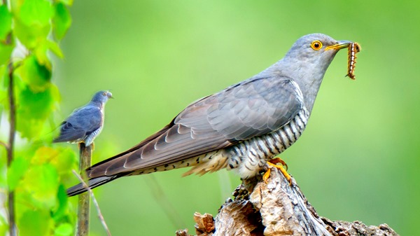 Кукушка обыкновенная. Common Cuckoo (Cuculus canorus).