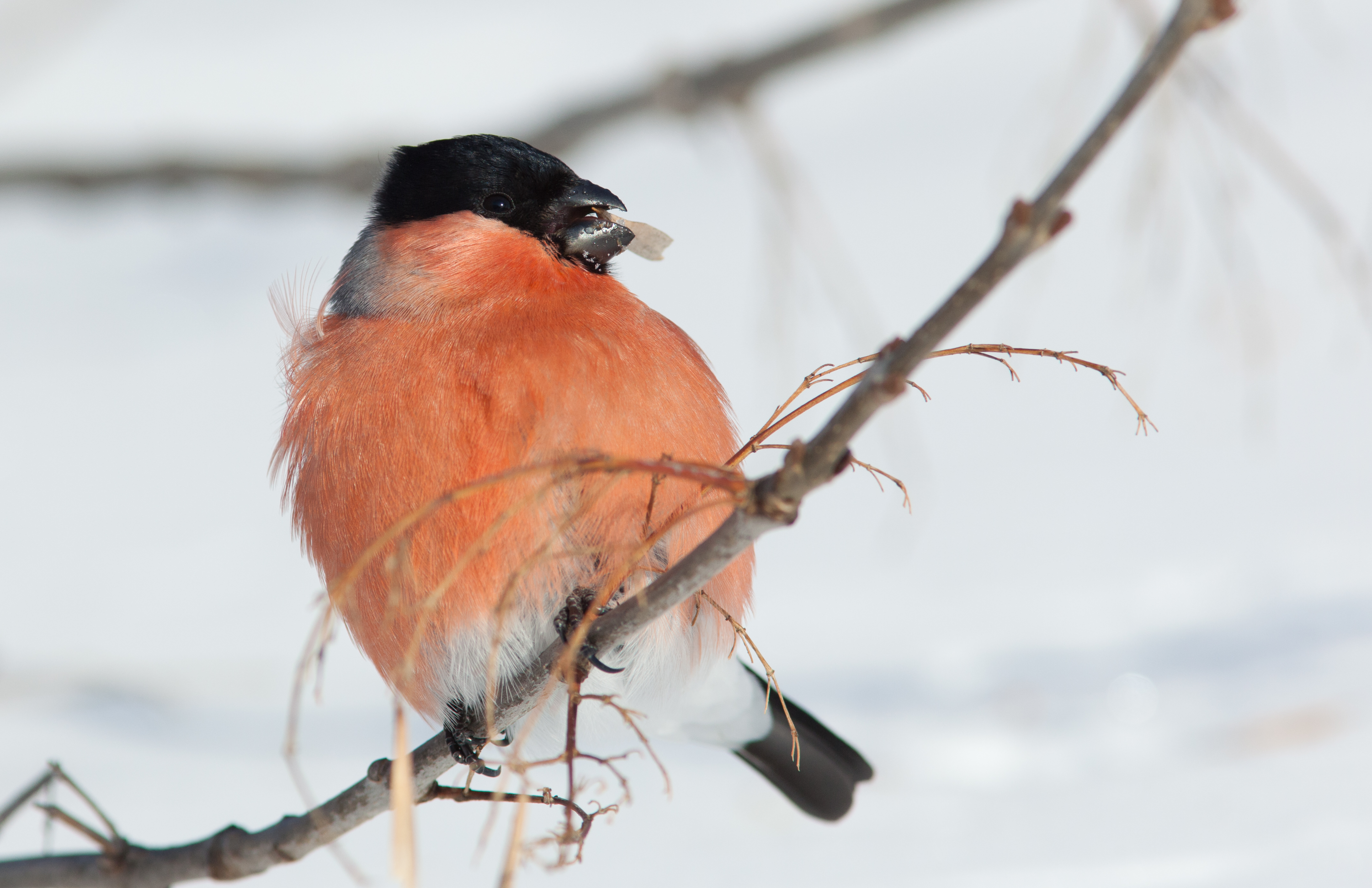 В Волгоградской области обнаружили гнездовье краснокнижной птицы | Телеканал “Волгоград 1”