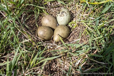 Гнездо. Веретенник большой, Limosa limosa. The nest of the Black-tailed Godwit in nature.