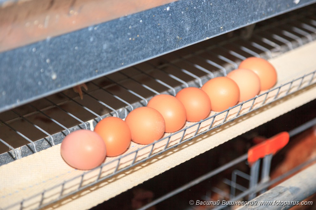 Poultry201110280343-4.jpg - Птицефабрика. Промышленное производство пищевого яйца. Poultry Farm. Industrial production of edible egg.