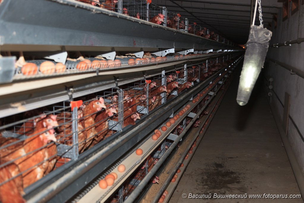 Poultry201110280343.jpg - Птицефабрика. Промышленное производство пищевого яйца. Poultry Farm. Industrial production of edible egg.