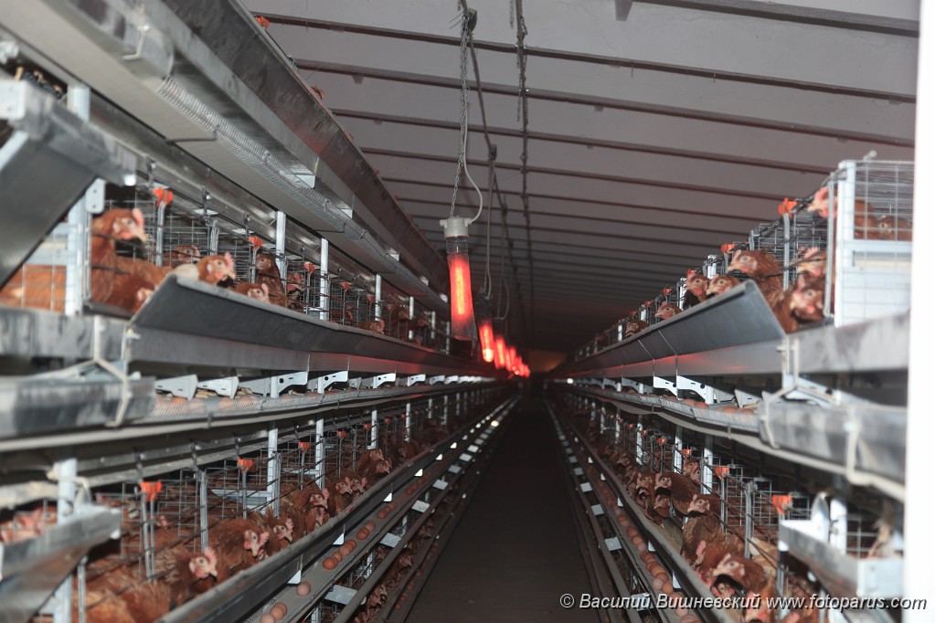 Poultry201110280347.jpg - Птицефабрика. Промышленное производство пищевого яйца. Poultry Farm. Industrial production of edible egg.