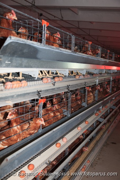 Poultry201110280348.jpg - Птицефабрика. Промышленное производство пищевого яйца. Poultry Farm. Industrial production of edible egg.
