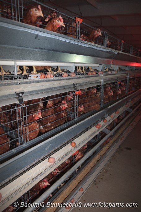 Poultry201110280350-7.jpg - Птицефабрика. Промышленное производство пищевого яйца. Poultry Farm. Industrial production of edible egg.