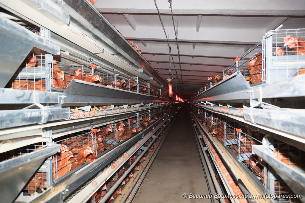 Poultry201110280350-8.jpg - Птицефабрика. Промышленное производство пищевого яйца. Poultry Farm. Industrial production of edible egg.