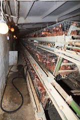 Poultry201110280359-2