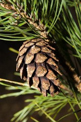Pinus_sylvestris_2007_0104_1625