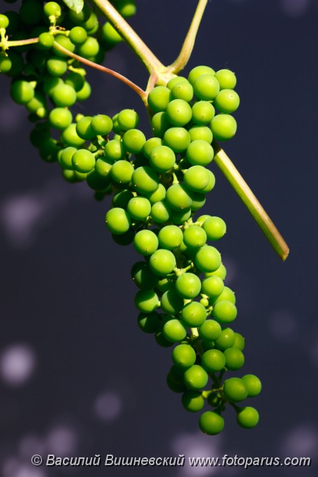 Vitis_vinifera_2010_0625_0844.jpg - Виноград культурный, Vitis vinifera, Common Grape Vine