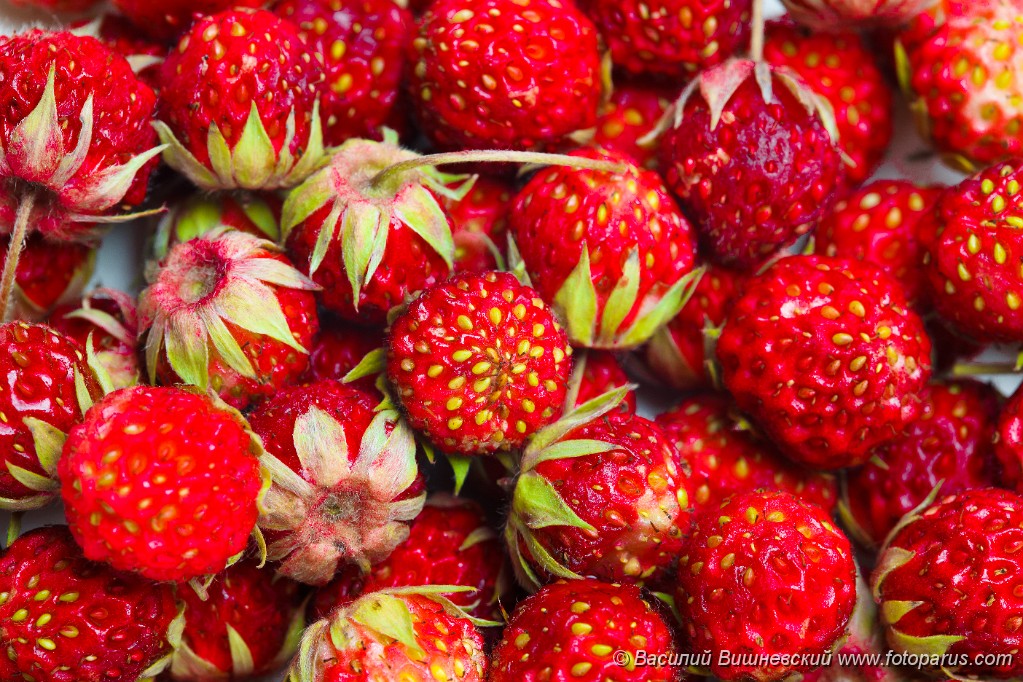 Fragaria_viridis_2010_0616_2033.jpg - Земляника зеленая, клубника, полуница, Ripe red berries (Fragaria viridis), Wild Strawberry.
